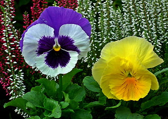 Close-up of purple and yellow pansies with heather background