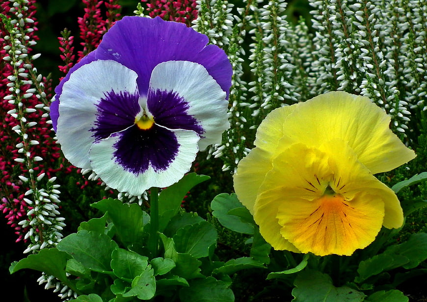 Close-up of purple and yellow pansies with heather background