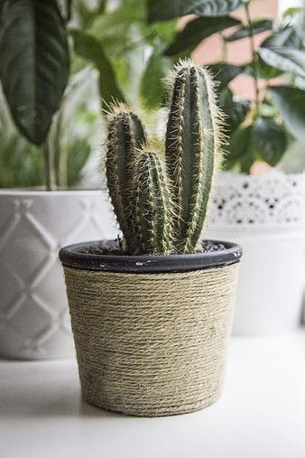 Small Cactus in Twine-Wrapped Pot