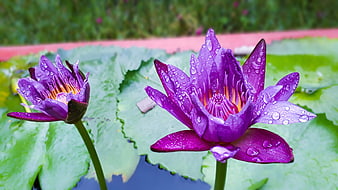 Vibrant Purple Water Lilies with Raindrops on Green Leaves