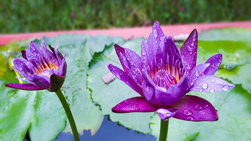 Vibrant Purple Water Lilies with Raindrops on Green Leaves
