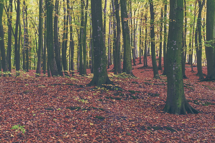 Autumn forest floor covered in red leaves with tall trees