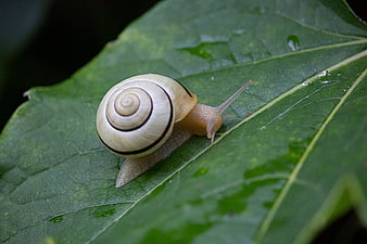 Close-up of a striped snail on a green leaf