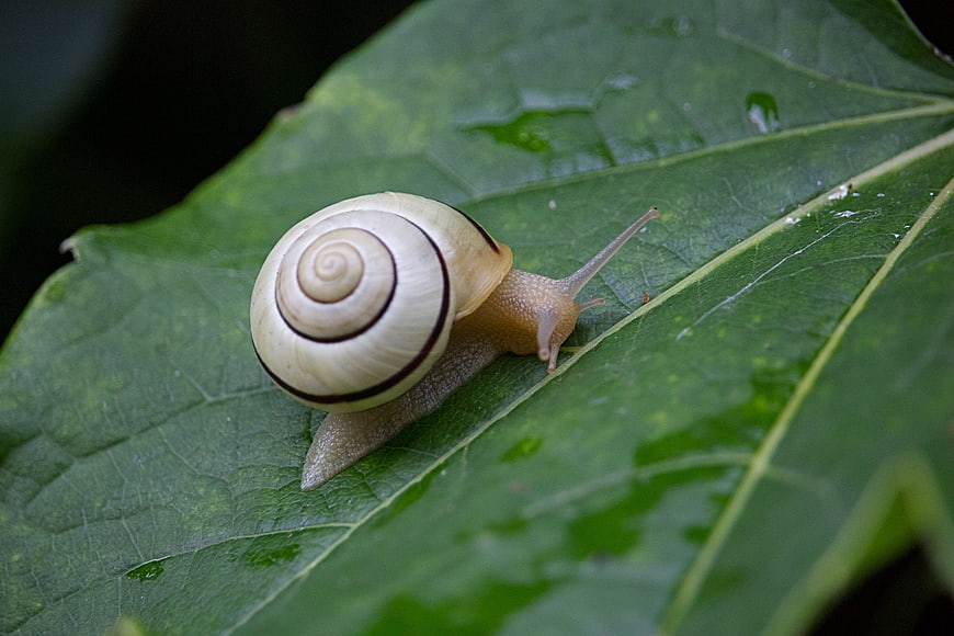 Close-up of a striped snail on a green leaf