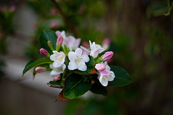 Close-up of white weigela flowers with pink buds and green leaves