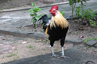 Colorful Rooster Standing on Concrete Pathway