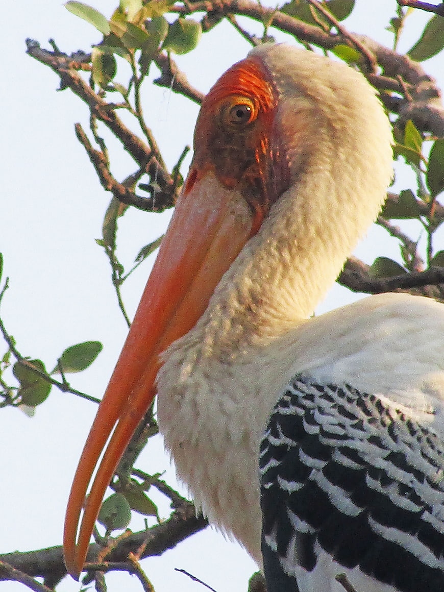 Close-up of Painted Stork Head and Beak in Tree