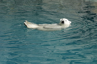 Polar Bear Swimming in Blue Water