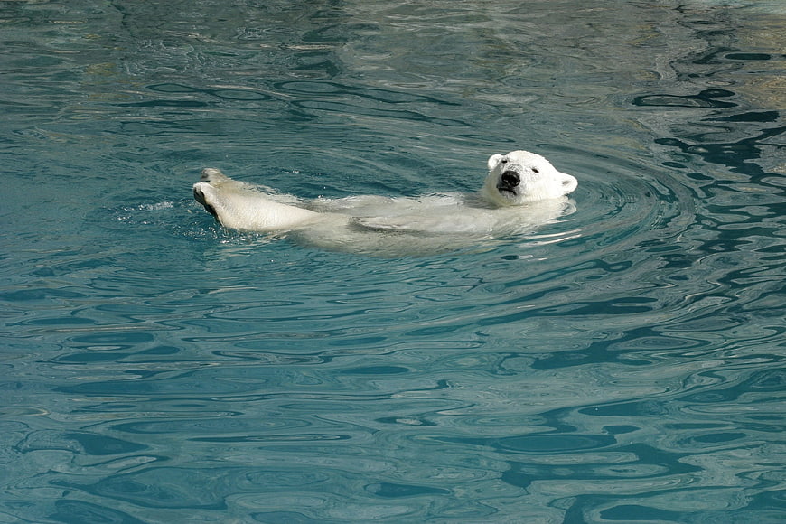 Polar Bear Swimming in Blue Water
