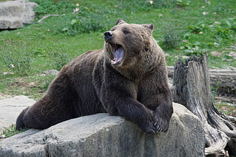 Brown bear yawning on a rock in a zoo enclosure