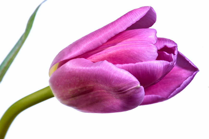 Close-up of a vibrant pink tulip isolated on white background