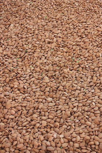 Top View of Raw Almonds in Shell Pile