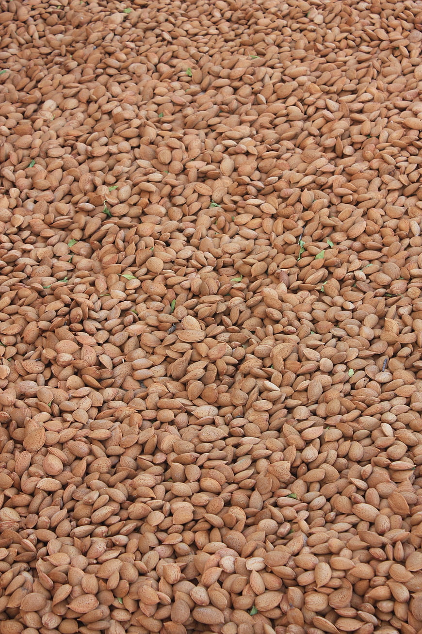 Top View of Raw Almonds in Shell Pile