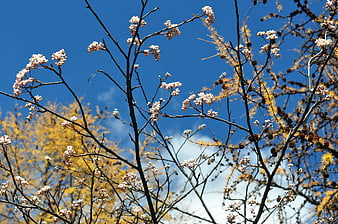 Autumn tree branches with white flowers against blue sky