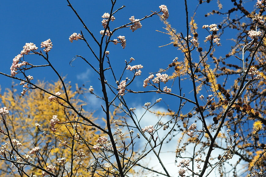Autumn tree branches with white flowers against blue sky