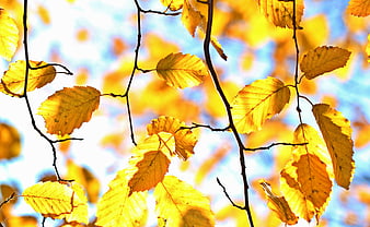 Golden autumn leaves backlit by sunlight against blue sky