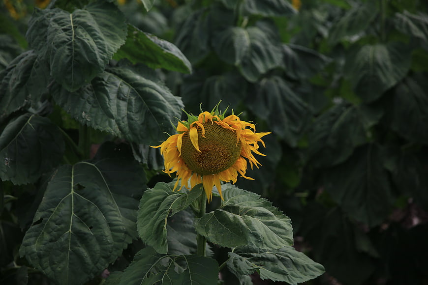 Single yellow sunflower blooming in dark green field