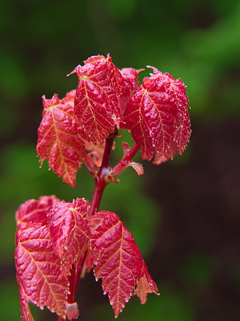 Close-up of vibrant red maple leaves in spring