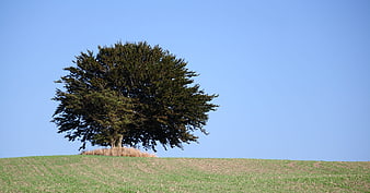 Lone tree on grassy hill against clear blue sky