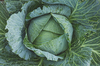 Fresh green cabbage with water droplets top view