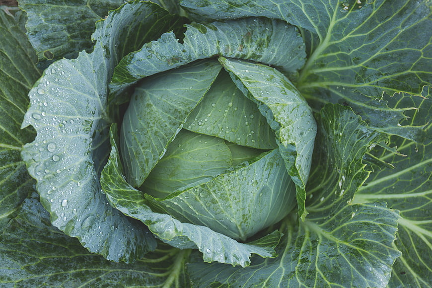Fresh green cabbage with water droplets top view