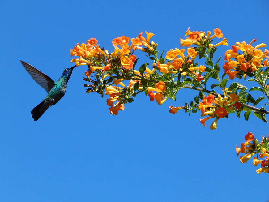 Hummingbird Feeding on Orange Flowers Against Blue Sky