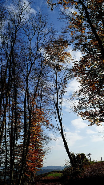 Autumn forest edge with tall trees against blue sky
