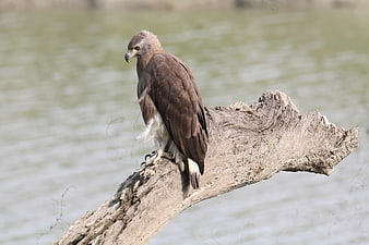 Grey-headed Fish Eagle Perched on Driftwood by River