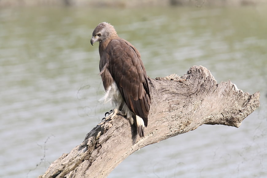 Grey-headed Fish Eagle Perched on Driftwood by River