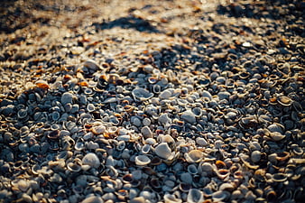 Close-up of seashells on sandy beach with sunlight
