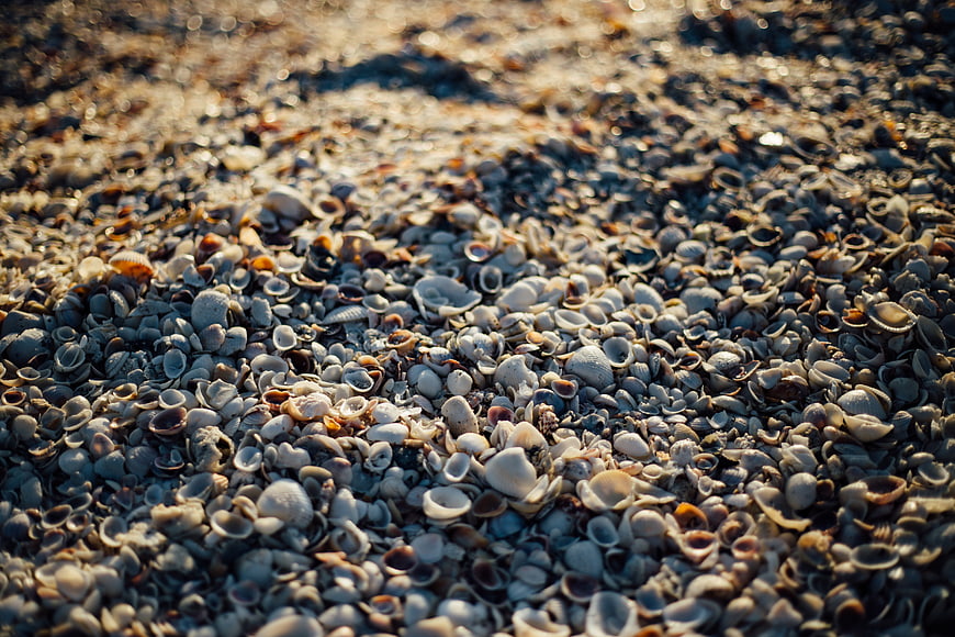 Close-up of seashells on sandy beach with sunlight