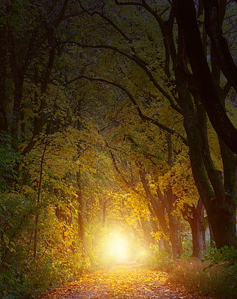 Mystical Autumn Forest Path With Golden Sunlight And Fog