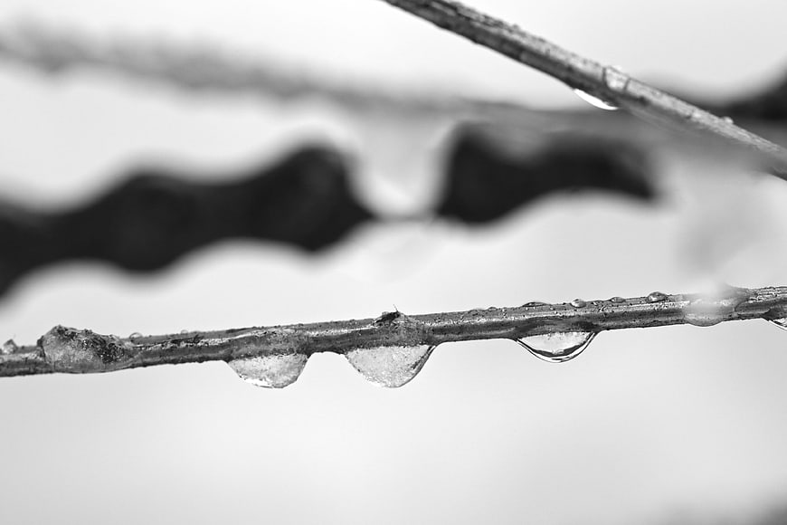 Black and white close-up of ice and water droplets on a branch