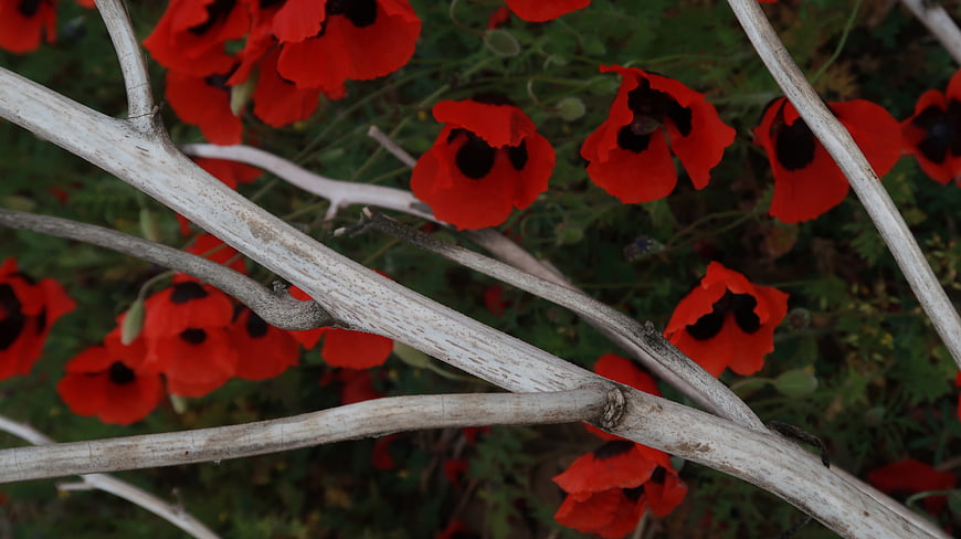 Red Poppies Behind White Branches in Garden