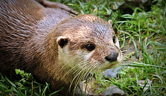 Close-up of a wet otter resting in green grass