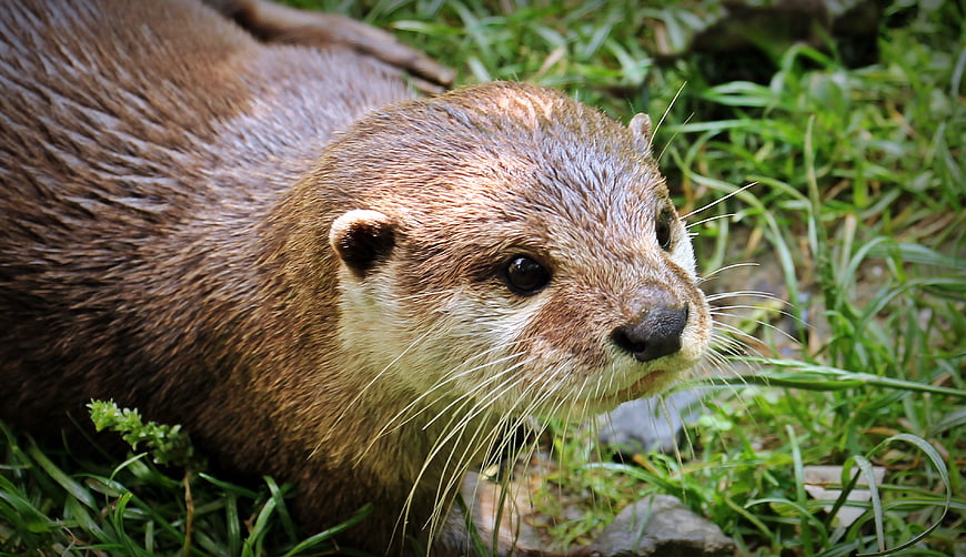 Close-up of a wet otter resting in green grass