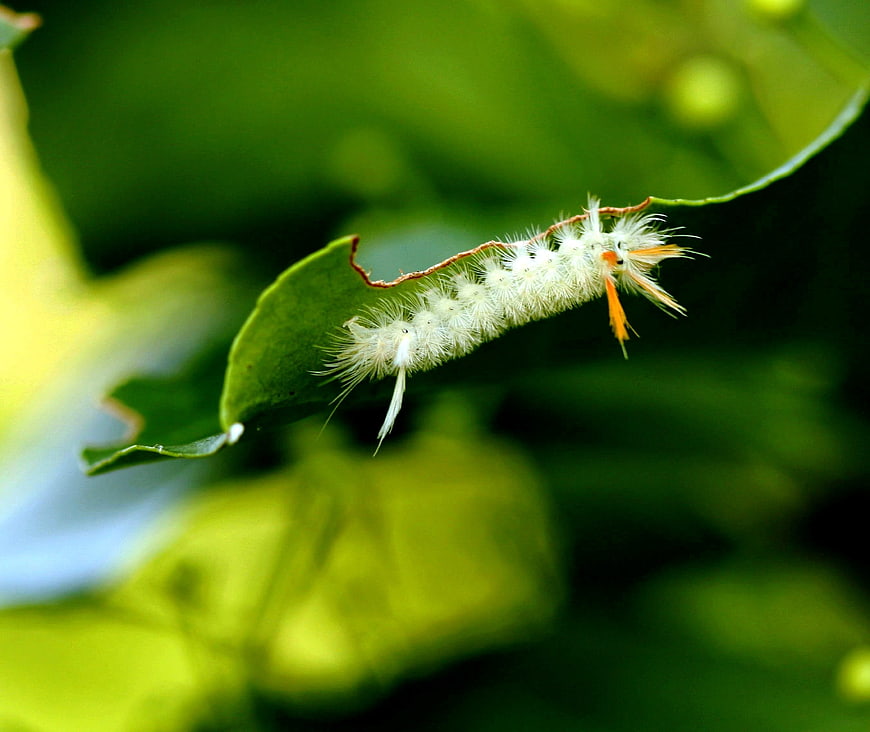 White Fuzzy Caterpillar Eating Green Leaf