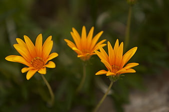 Three vibrant orange flowers with blurred green background