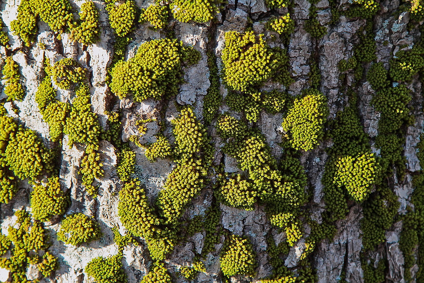 Close-up of vibrant green moss on textured tree bark