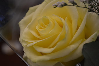 Close-up of a delicate yellow rose with baby's breath