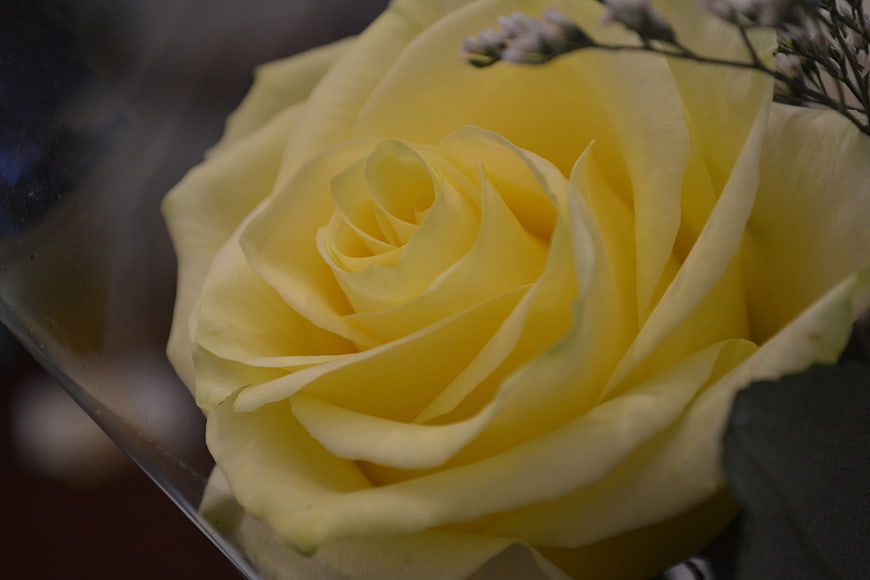 Close-up of a delicate yellow rose with baby's breath