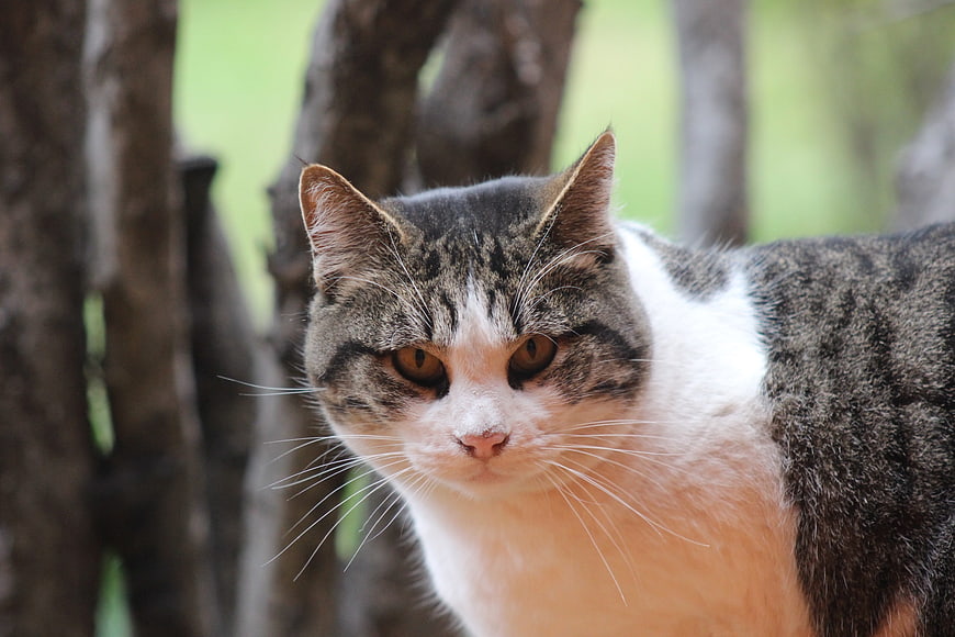 Close-up portrait of a tabby and white cat outdoors
