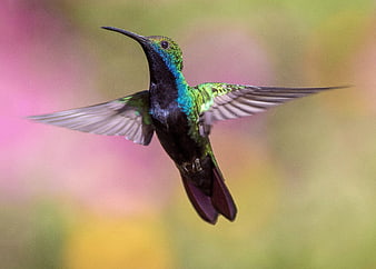 Iridescent Hummingbird in Flight with Blurred Background