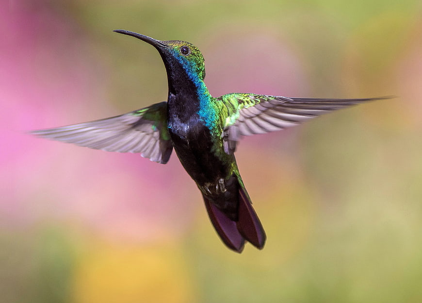Iridescent Hummingbird in Flight with Blurred Background