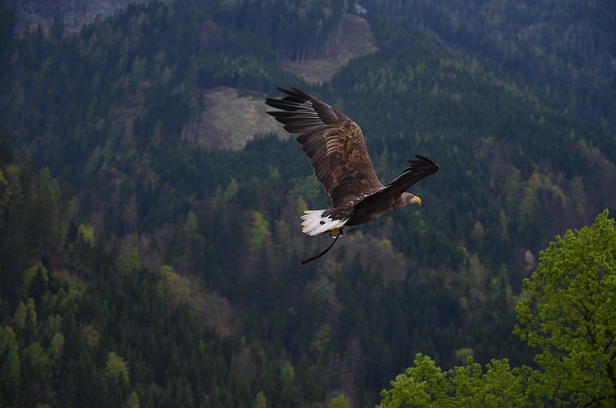White-tailed Eagle Soaring Over Forested Mountain Landscape