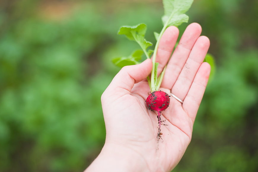 Hand holding freshly harvested red radish in garden