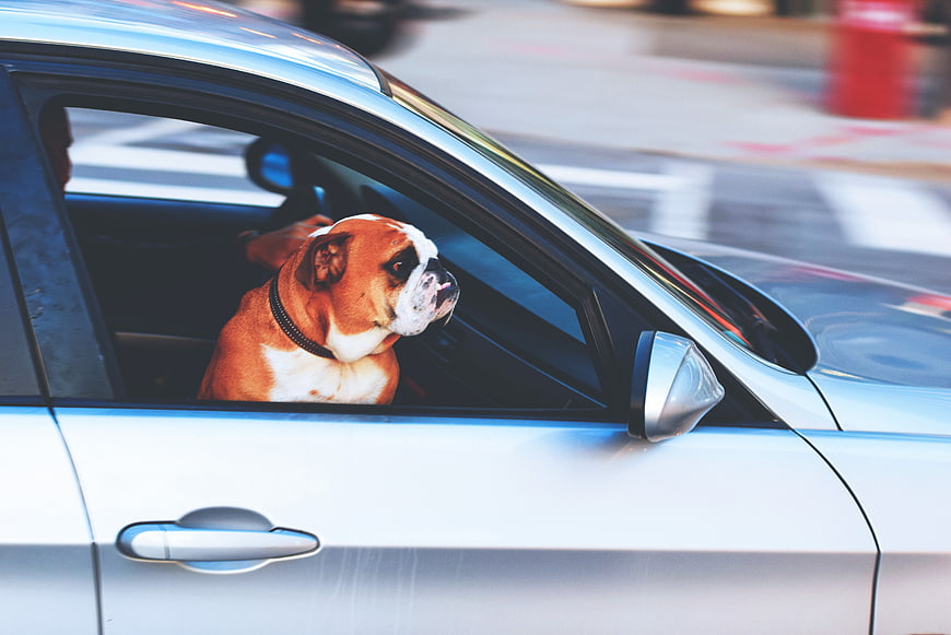Boxer dog looking out of car window on city street