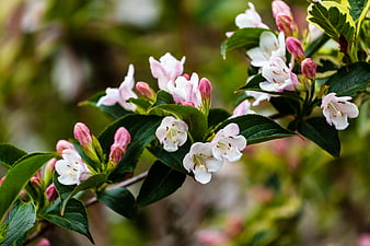 Close-up of white and pink Weigela flowers on green branch