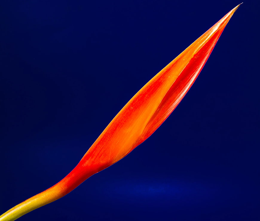 Vibrant Orange Bird of Paradise Bud on Blue Background