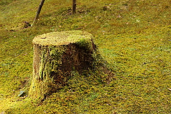 Mossy Tree Stump in Green Forest Floor